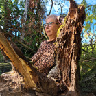 Holzkäfer