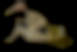 Member Image