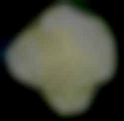 Member Image