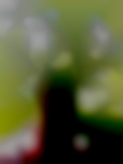 Member Image