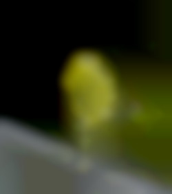 Member Image