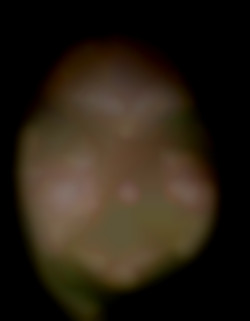 Member Image