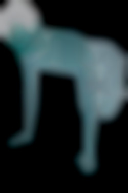 Member Image