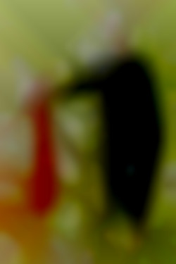 Member Image