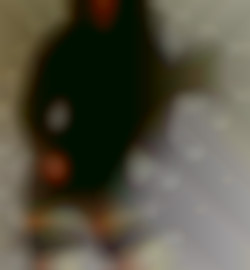 Member Image