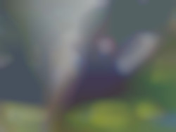 Member Image