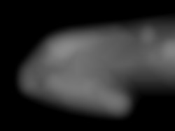 Member Image