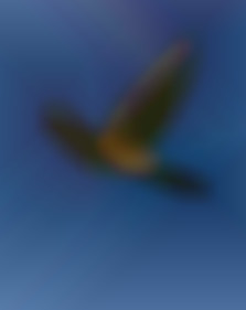 Member Image