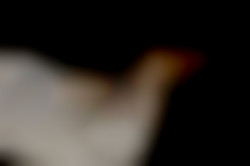 Member Image
