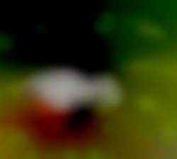 Member Image