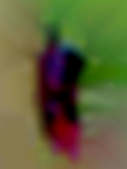Member Image
