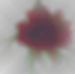 Member Image
