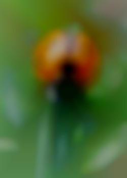 Member Image