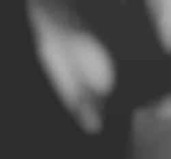 Member Image