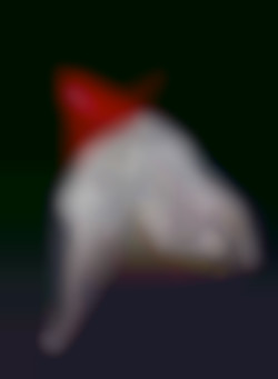 Member Image