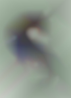 Member Image