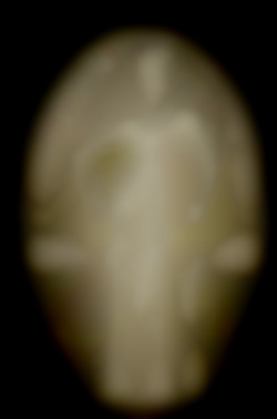 Member Image