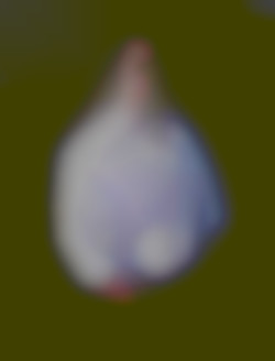 Member Image