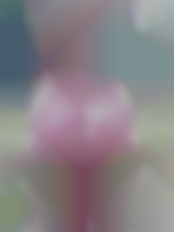 Member Image