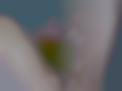 Member Image