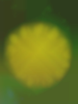 Member Image