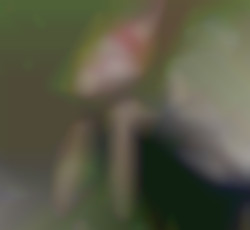 Member Image