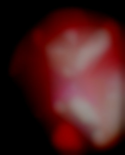 Member Image