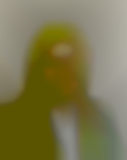 Member Image