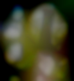 Member Image