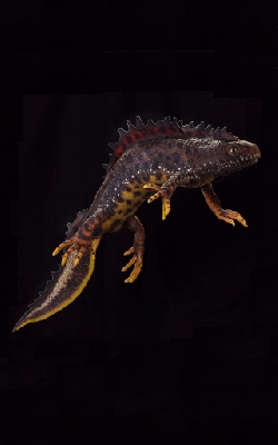 Member Image