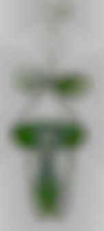 Member Image