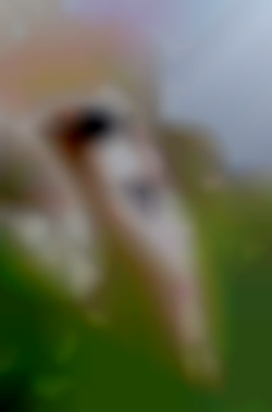Member Image