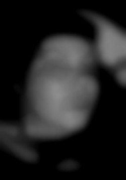 Member Image