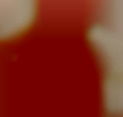 Member Image