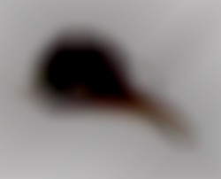 Member Image