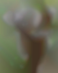 Member Image