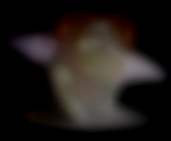 Member Image