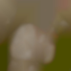 Member Image