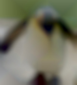 Member Image