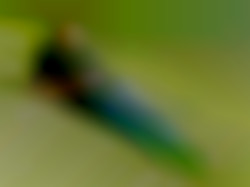 Member Image