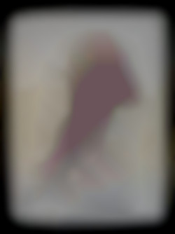 Member Image
