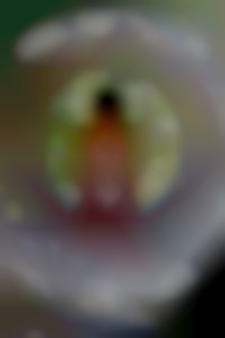Member Image