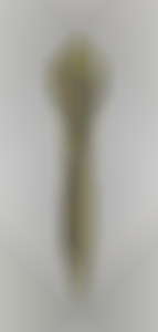 Member Image