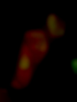 Member Image
