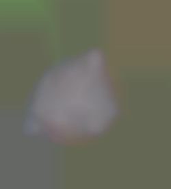 Member Image
