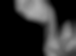Member Image