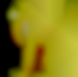 Member Image