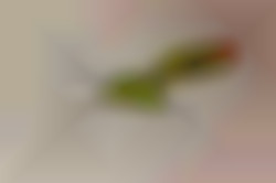 Member Image