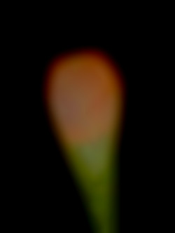 Member Image