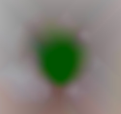 Member Image